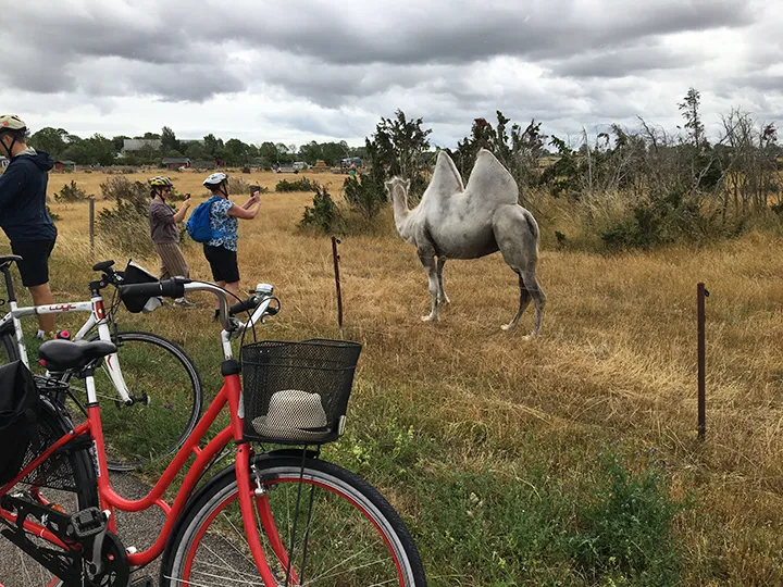 Visit Kalmar Öland - Matcykeltur kamelspaning