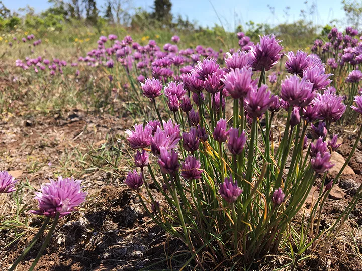 Visit Kalmar Öland - Matvandring Alvaret