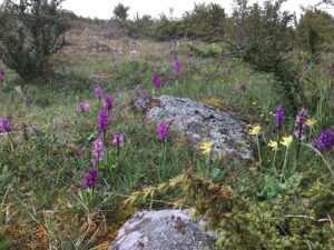 På Alvaret kollar vi om orkidéerna fortfarande blommar. I juni brukar krutbrännaren komma fram.
